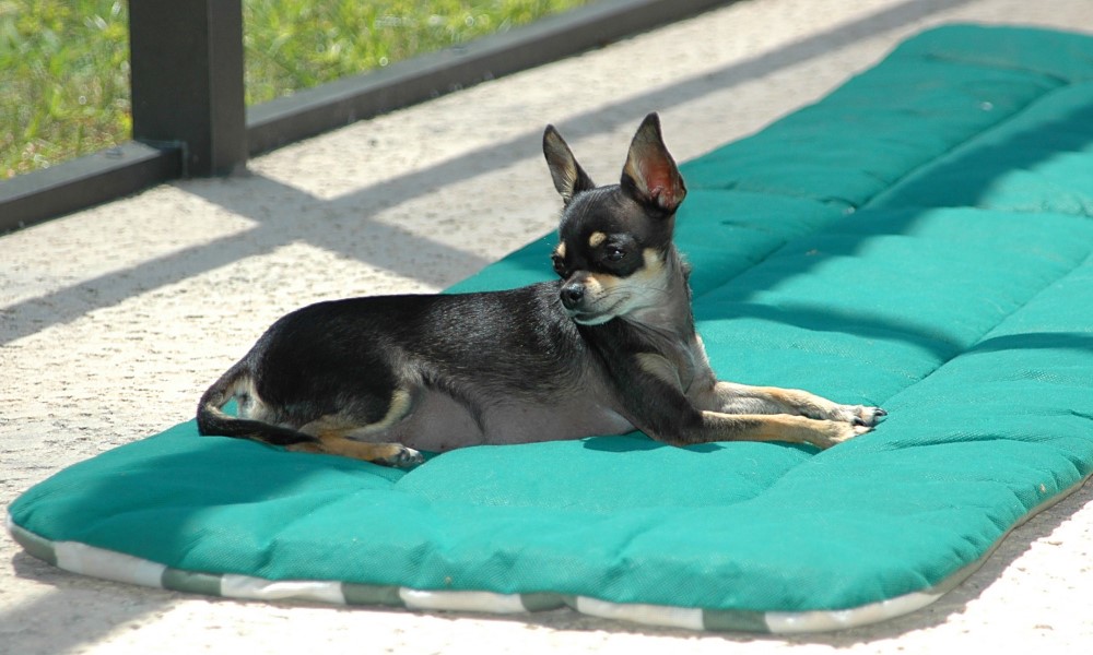 Raças de Cachorros - Chihuahua