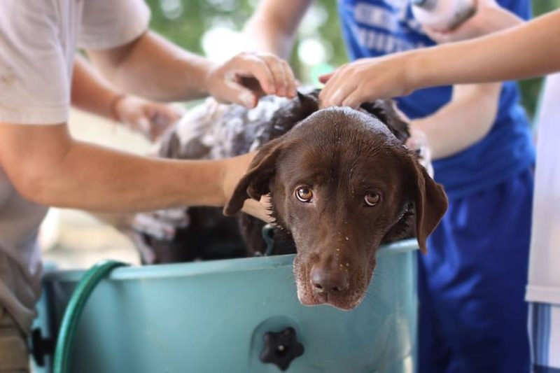 Como dar Banho em Cachorro em Casa – Passo a Passo!