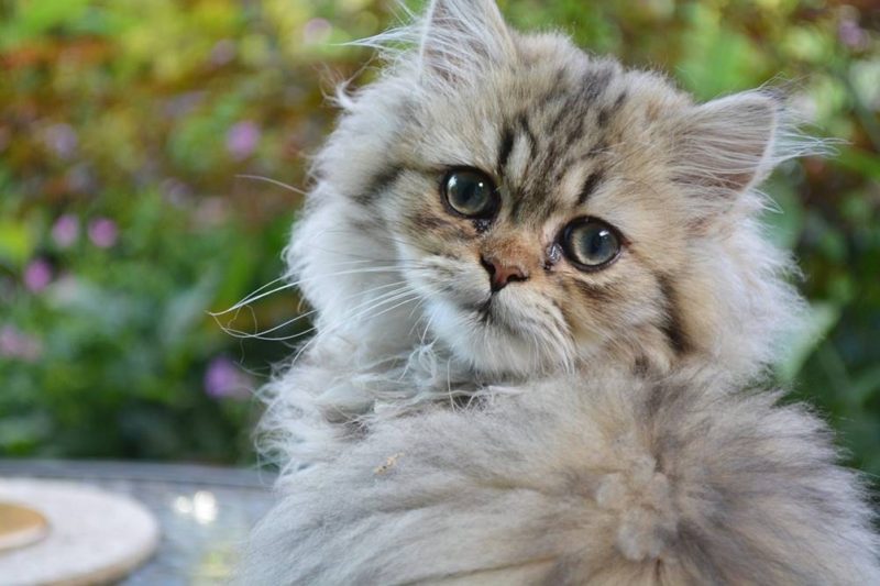 Gato Persa: O que Saber Sobre Este Lindo Bichano!