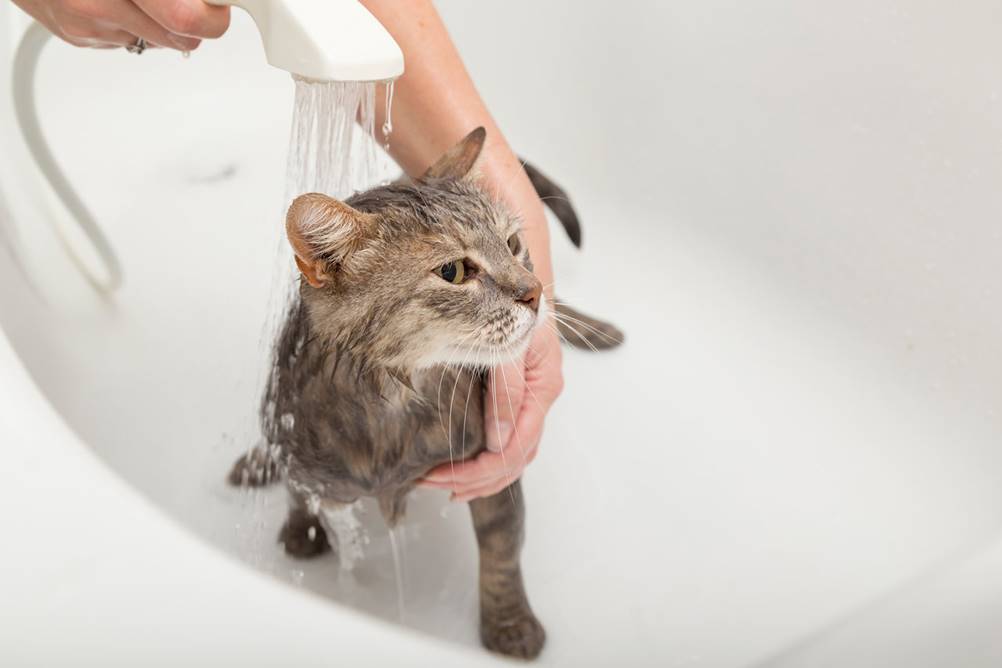 Primeiro Banho no Gato