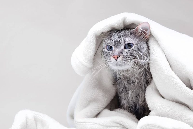 Qual a Idade Certa Para Dar o Primeiro Banho em Gato?