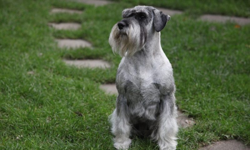 Conheça as Raças de Cachorros mais Procuradas no Brasil!