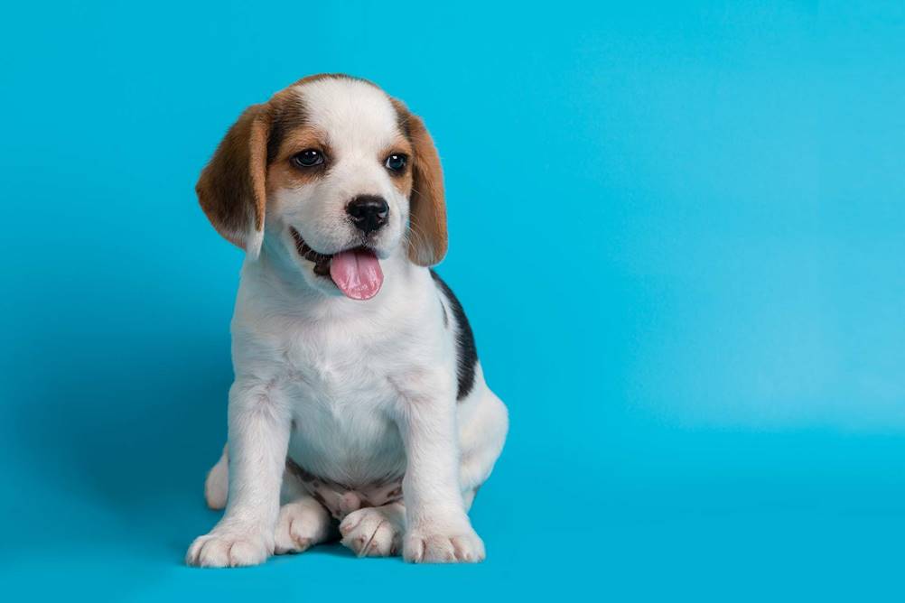 Raças de Cachorros - Beagle
