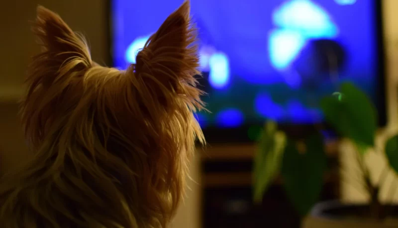 A influência da TV na ansiedade dos pets!