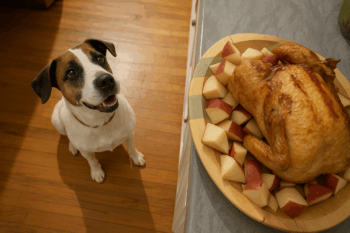 Cachorro Sempre com Fome: Causas e Soluções