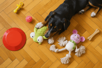 Enriquecimento ambiental para cães: o que é e como fazer