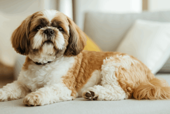 10 Curiosidades sobre a raça Shih Tzu que você precisa conhecer